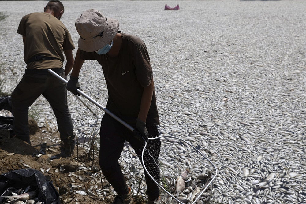 |Photo: AP/Kousioras : Greece Dead Fish